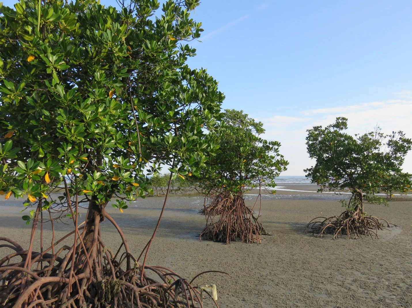 Mangrove+Press+Release+Images+V2 230727