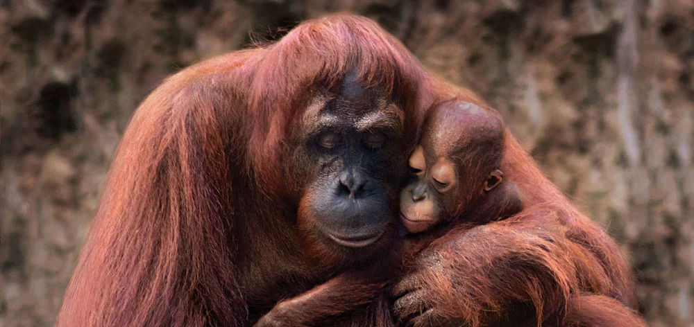 MSIG Orangutan LRC