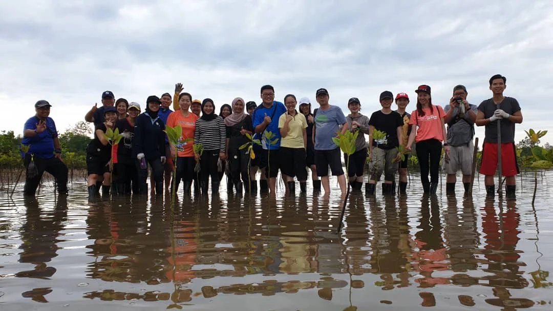 MSIG+Kuantan+Mangrove